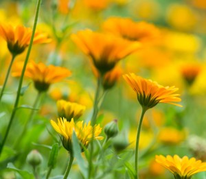 Calendula MED 2 shutterstock_106276508