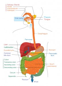Digestive system