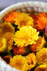 Juliett Calendula officinalis, Asteraceae