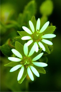 Chickweed (Stellaria media, Caryophyllaceae)