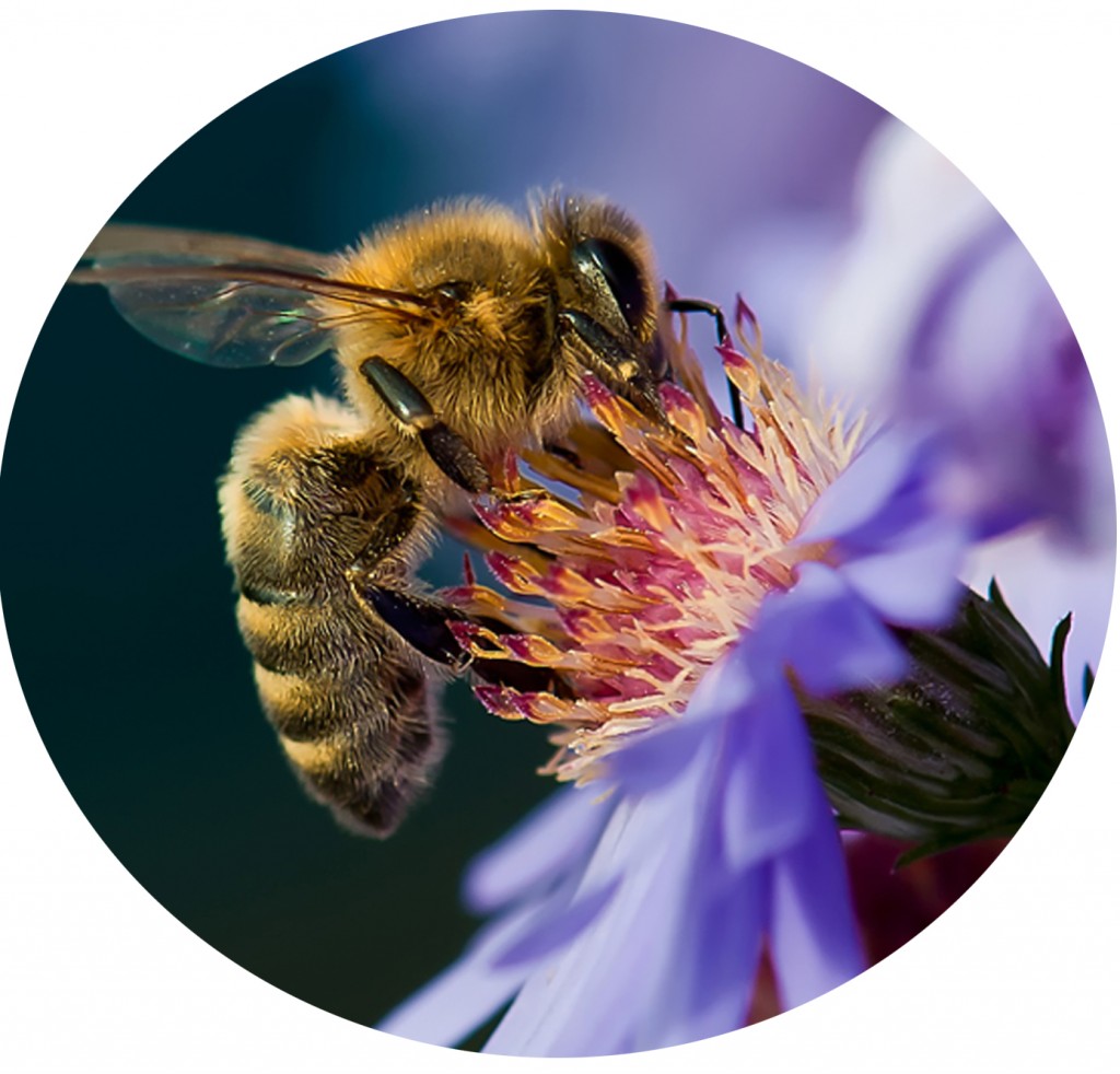 bee circle