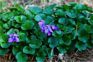 Common blue violet (Viola sororia, Violaceae)