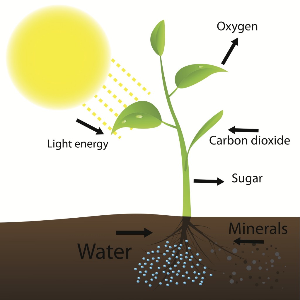 photosynthesis