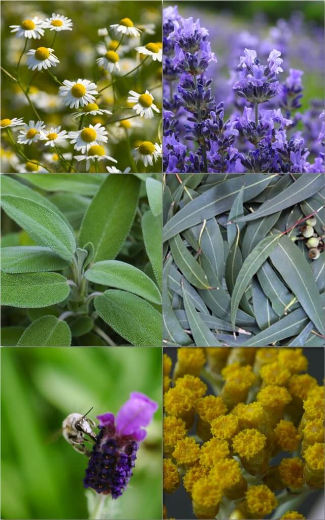 Botanical specificity image2