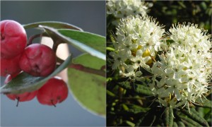 ericaceae