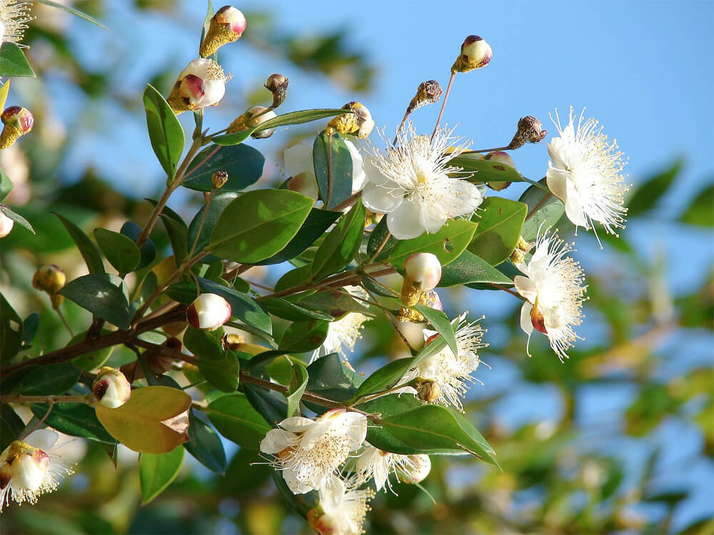 myrtus communis wiki Image by: Forest & Kim Starr - https://commons.wikimedia.org/wiki/File:Starr_080304-3229_Myrtus_communis.jpg