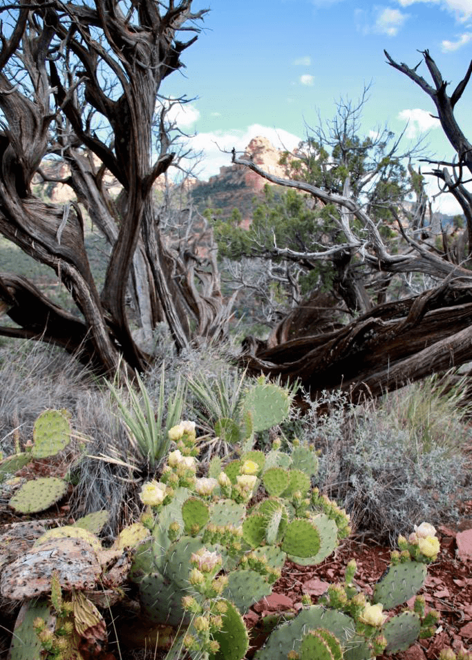Sedona 1 Sedona 1