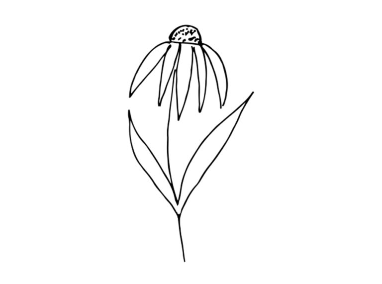 Chamomile-by-Alex-Muravev-from-the-Noun-Project-768x571