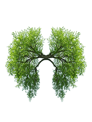 breath of life breath of life