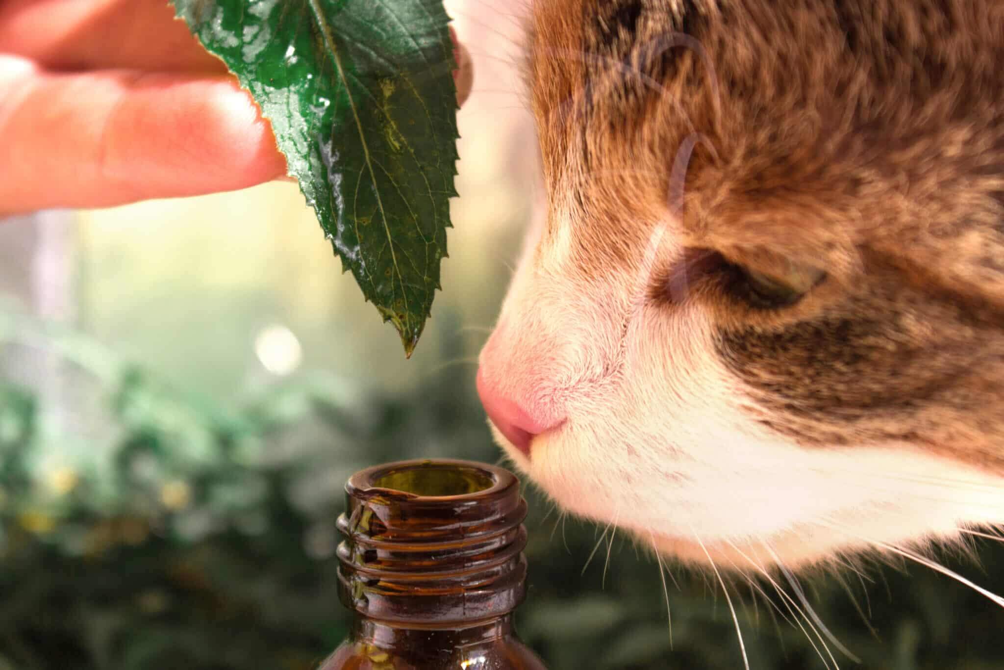Essential oil dripping from basil leaf into glass bottle on blurred background with cat